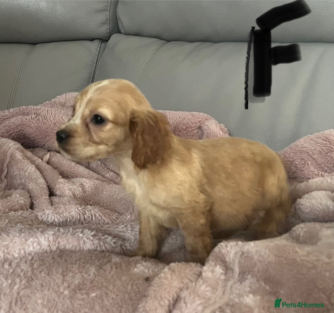Cocker Spaniel dogs for sale: Cocker spaniel puppies for sale  - Advert 2