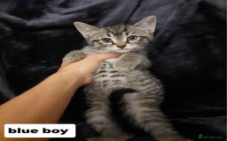 Mixed Breed cats for sale: Beautiful siver tabby kittens  - Image 19
