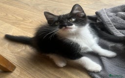 Mixed Breed cats for sale: Kittens  - Image 27