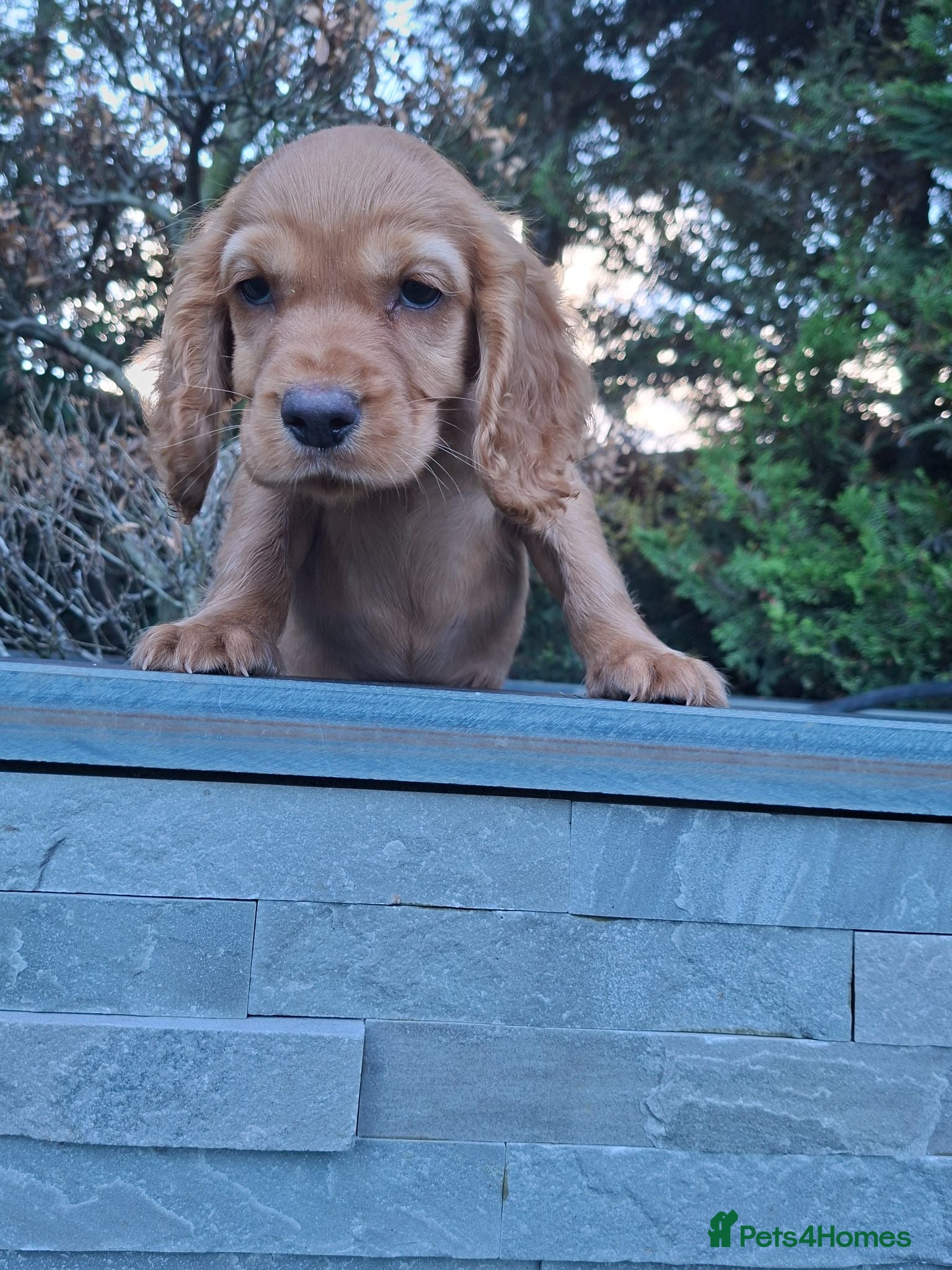 Cocker Spaniel dogs Kc reg hereditary clear working cocker spaniels - Advert 2