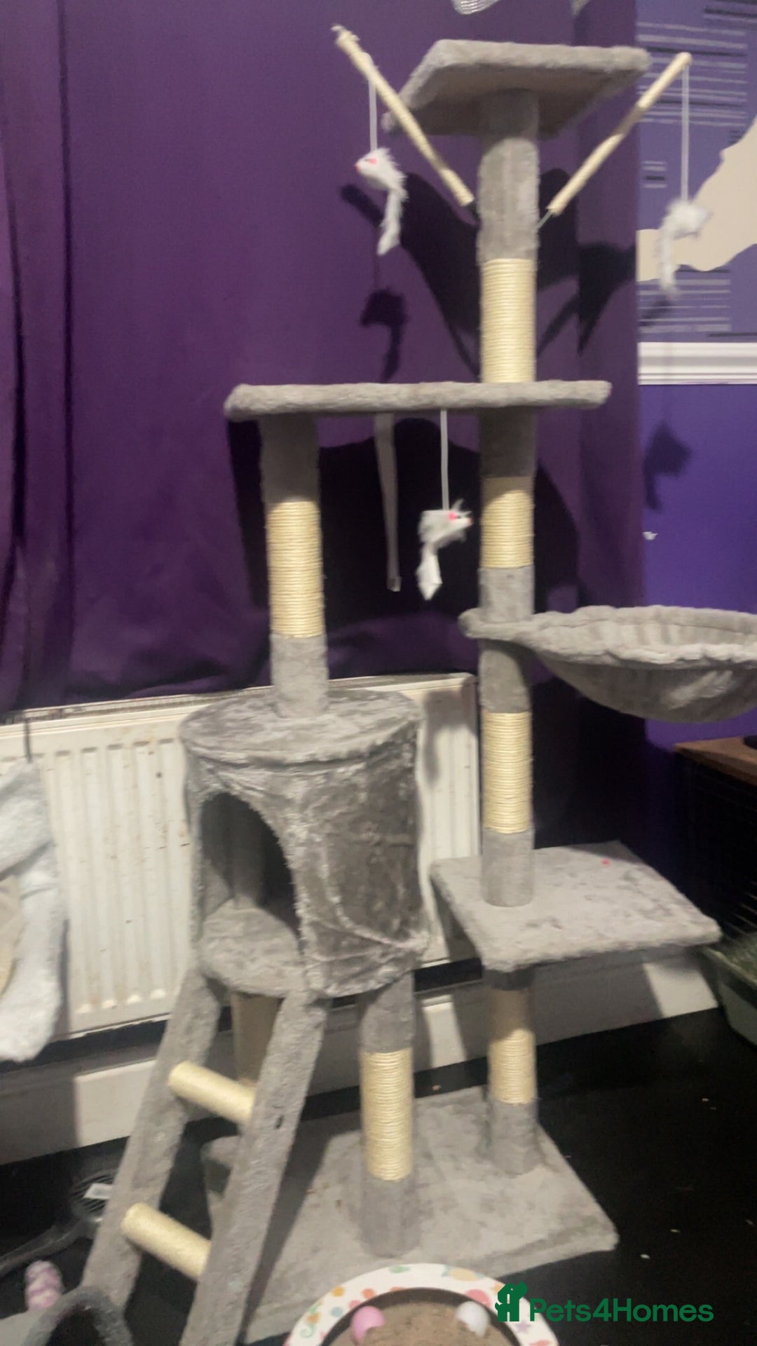 British Shorthair cats for sale: 9 month old female  - Advert 8