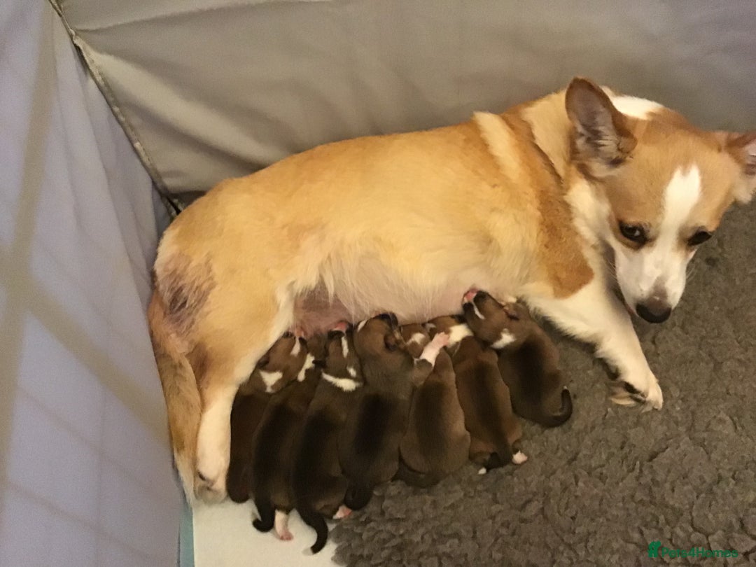 Welsh Corgi Pembroke dogs for sale: Gorgeous Quality Puppies - Advert 8