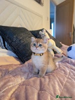 Scottish Fold cats 🥰 Tica register Scottish fold kittens😻 - Advert 6
