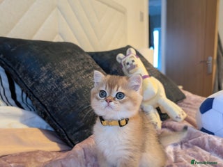 Scottish Fold cats 🥰 Tica register Scottish fold kittens😻 - Advert 4