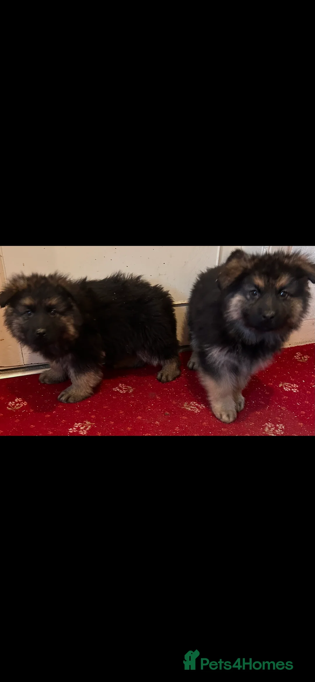German Shepherd dogs for sale: German Shepherd puppies  - Advert 2