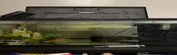 Axolotl reptiles for sale: Male axolotl  - Advert 2