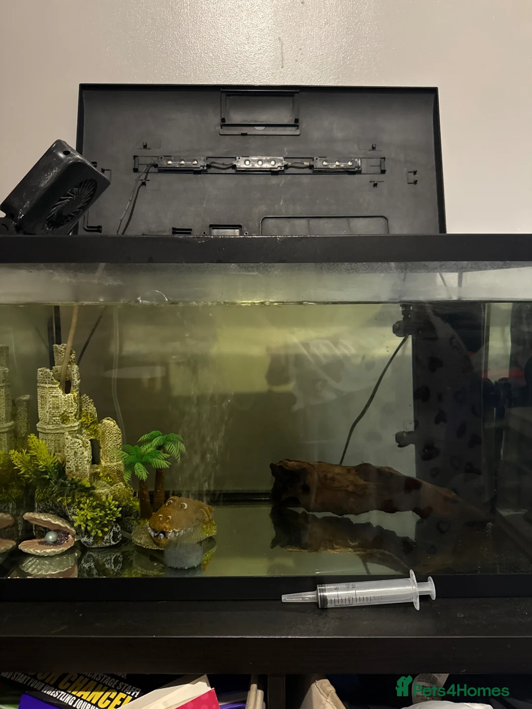 Axolotl reptiles for sale: Male axolotl  - Advert 2