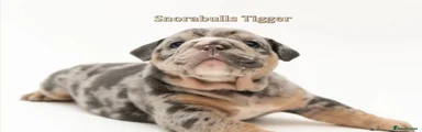 English Bulldog 1