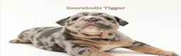 English Bulldog dogs for sale: Exceptional English Bulldog Puppies in Bournemouth - Advert 2