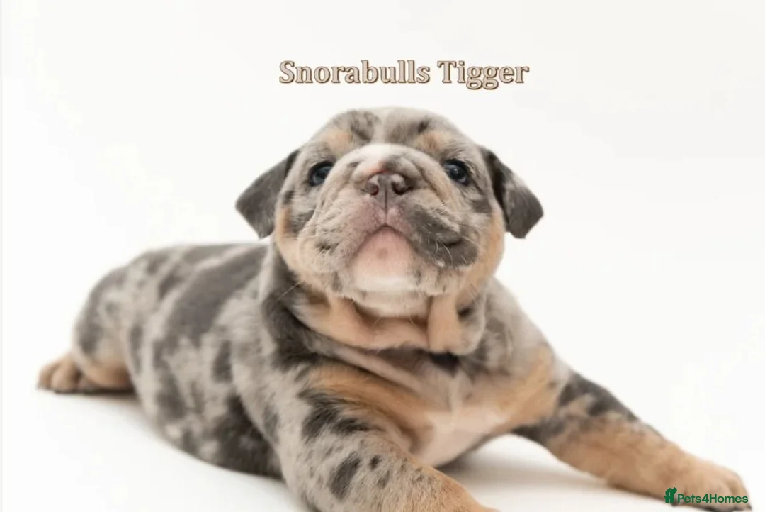 English Bulldog dogs for sale: Exceptional English Bulldog Puppies in Bournemouth - Advert 2