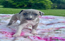 Whippet dogs for sale: Wonderful whippets 5* puppies  - Image 7