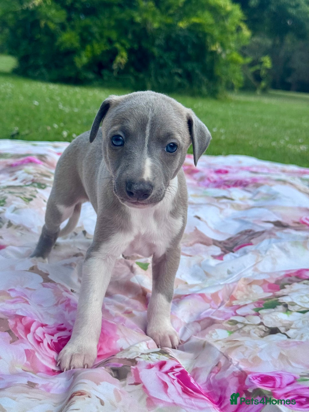 Whippet dogs for sale: Wonderful whippets 5* puppies  - Image 7