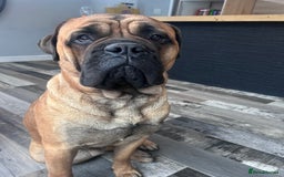 Bullmastiff dogs for stud: Gorgeous bullmastiff stud - Image 3