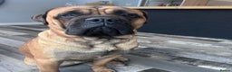 Bullmastiff dogs for stud: Gorgeous bullmastiff stud - Advert 3