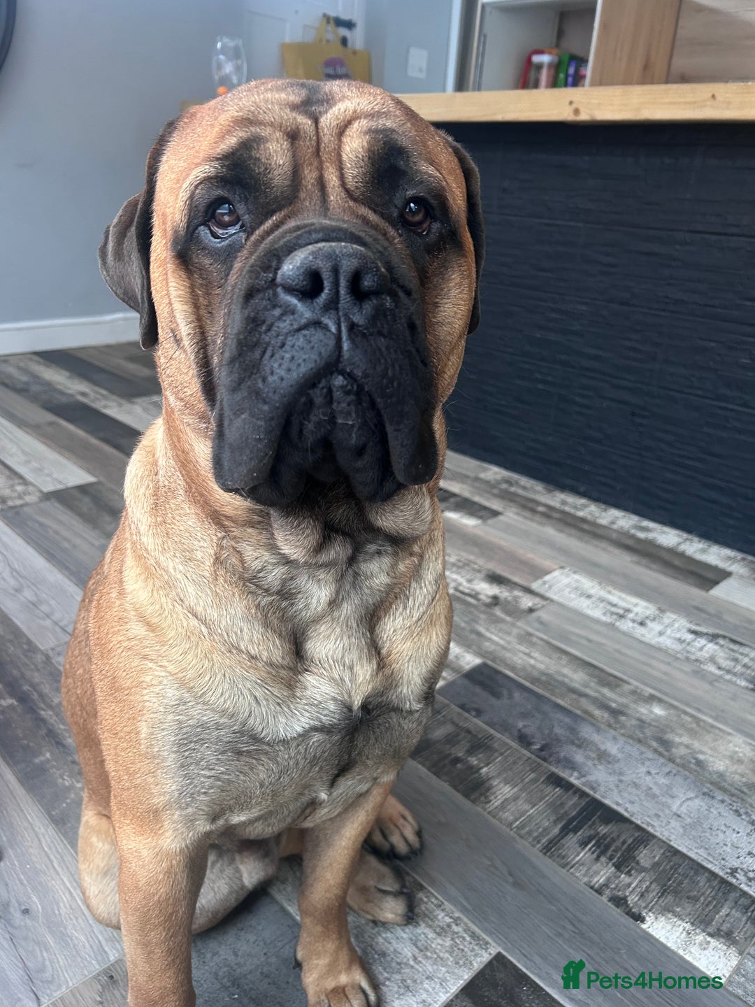 Bullmastiff dogs for stud: Gorgeous bullmastiff stud - Image 3