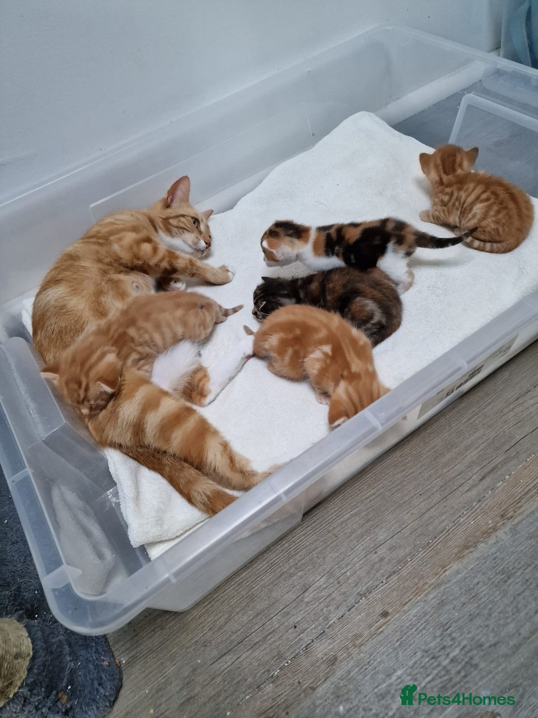 Mixed Breed cats for sale: 2 Ginger Boys, 1 Tabby Girl. Donate to charity - Image 4
