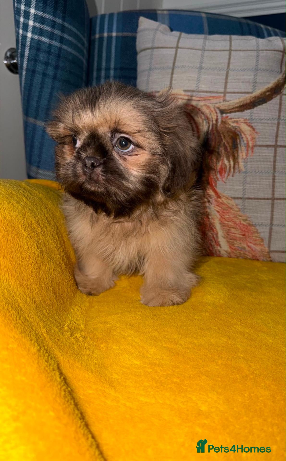 Shih Tzu dogs Two Blue Cream Shih Tzu Boys  - Advert 2