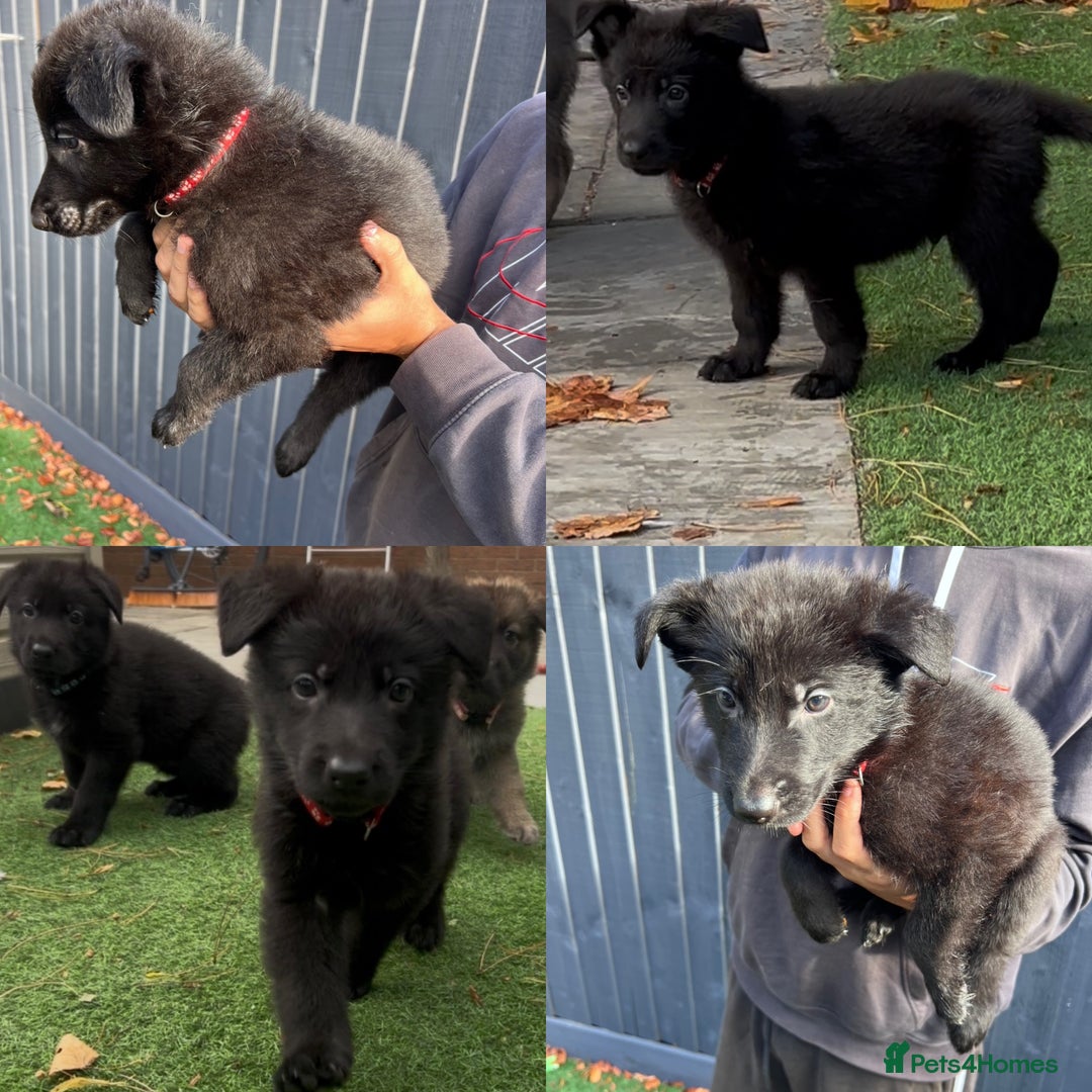 German Shepherd dogs for sale: German Shepherd Puppies, Ready to leave next week - Image 4