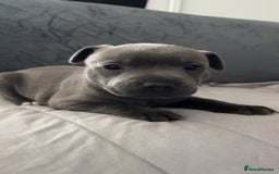Staffordshire Bull Terrier dogs for sale: Blue Staffordshire Bull Terrier - Image 3
