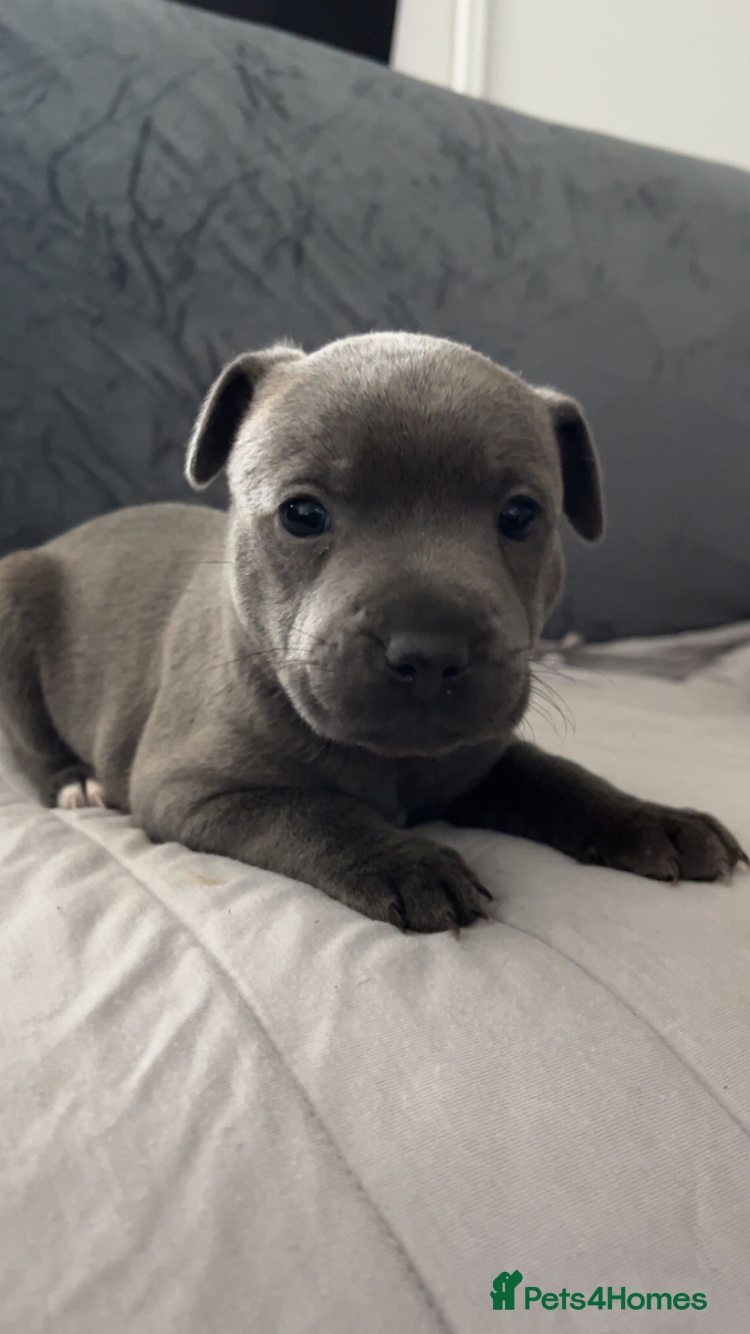 Staffordshire Bull Terrier dogs for sale: Blue Staffordshire Bull Terrier - Image 3