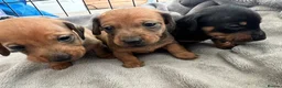 Miniature Dachshund dogs for sale: Kc Reg smooth miniature dachunds  - Advert 2