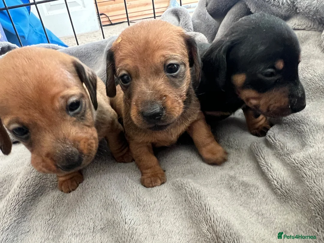 Miniature Dachshund dogs for sale: Kc Reg smooth miniature dachunds  - Advert 2