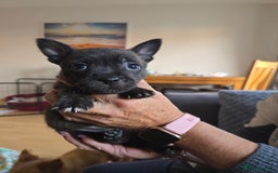 Mixed Breed dogs for sale: 4 pups - Image 9