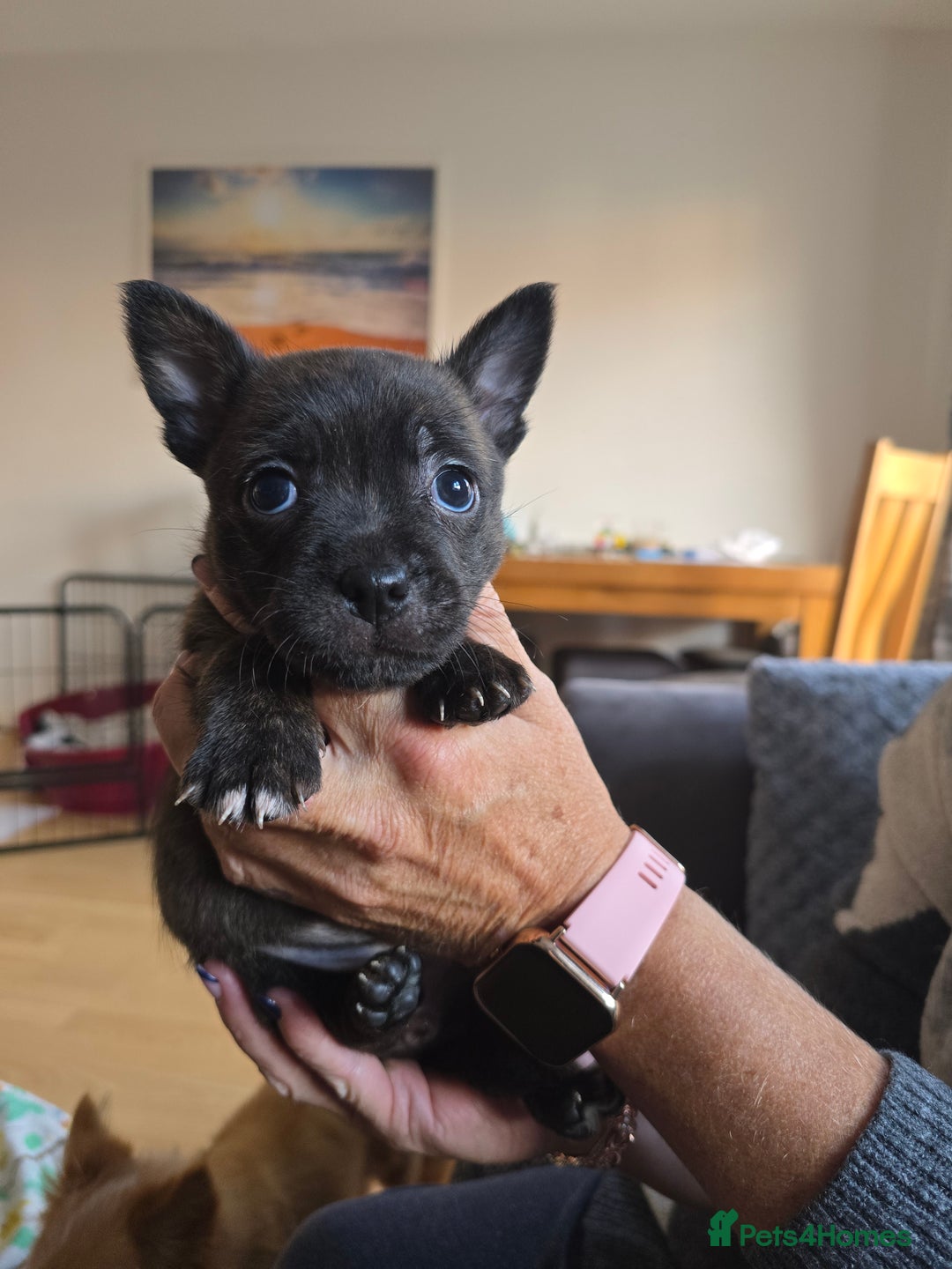 Mixed Breed dogs for sale: 4 pups - Image 9