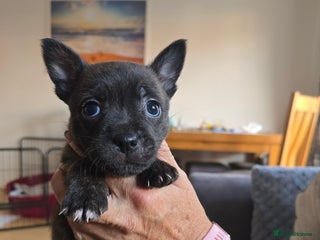 Mixed Breed dogs - Advert 11