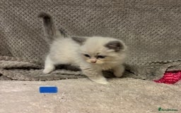 Ragdoll cats for sale: Ragdoll Kittens - Advert 17