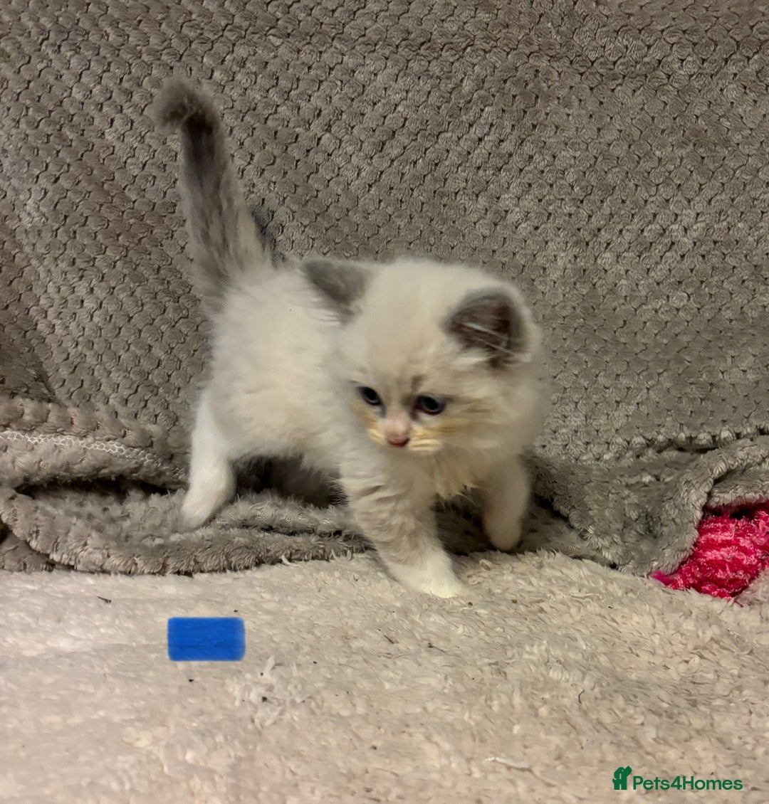 Ragdoll cats for sale: Ragdoll Kittens - Advert 17