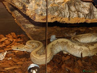 Python Snake reptiles Kingpin female ball python - Advert 1