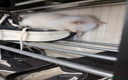 Mixed Breed cats for sale: Mother and kitten for sale  - Advert 3