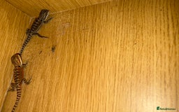 Bearded Dragon reptiles for sale: Bearded Dragon Babies - Image 7