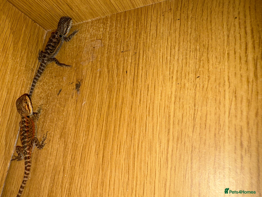 Bearded Dragon reptiles for sale: Bearded Dragon Babies - Image 7