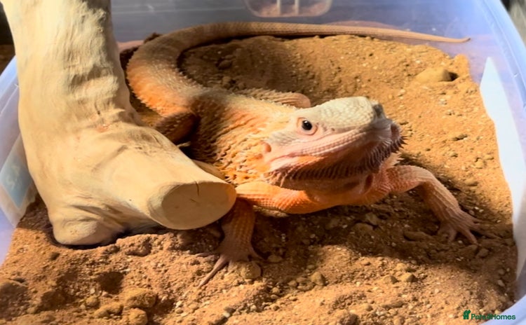 Bearded Dragon reptiles - Advert 3