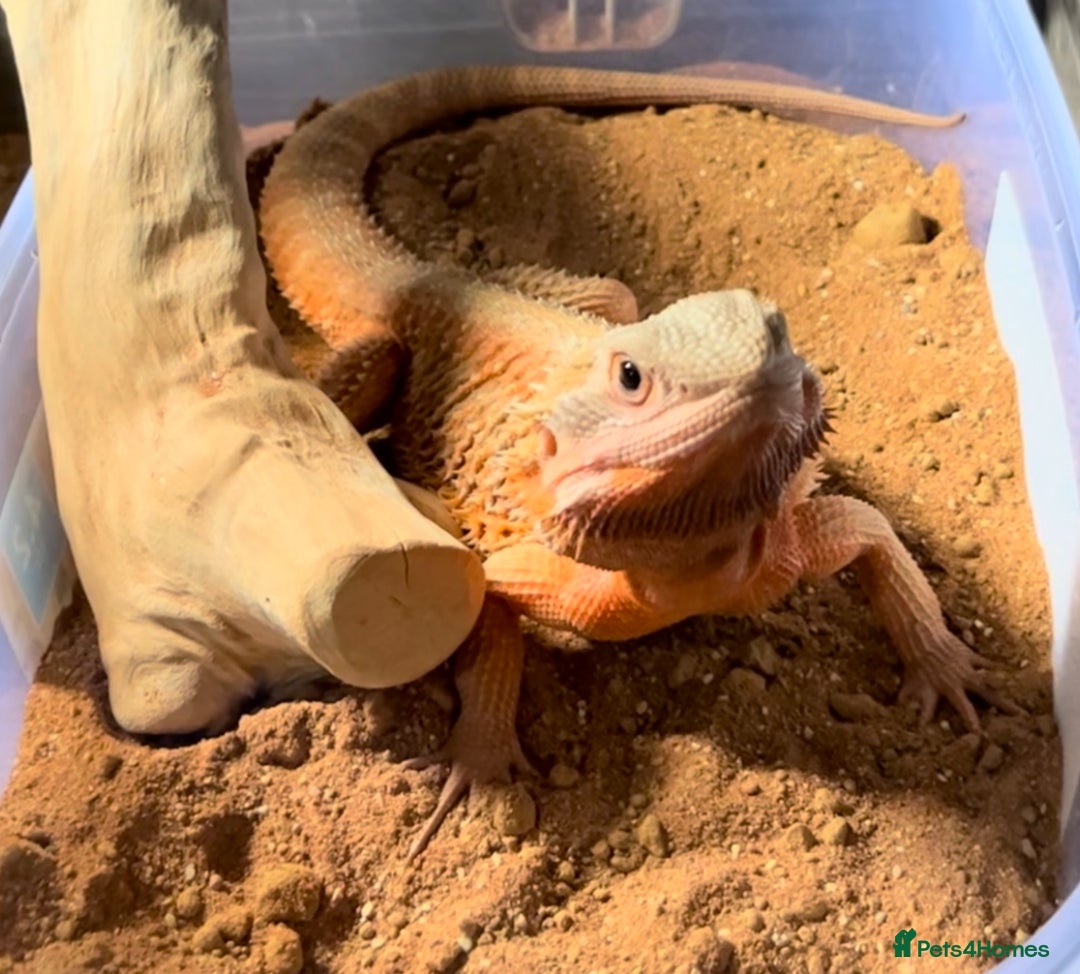 Bearded Dragon reptiles for sale: Bearded dragon, Vivarium and bits - Image 1