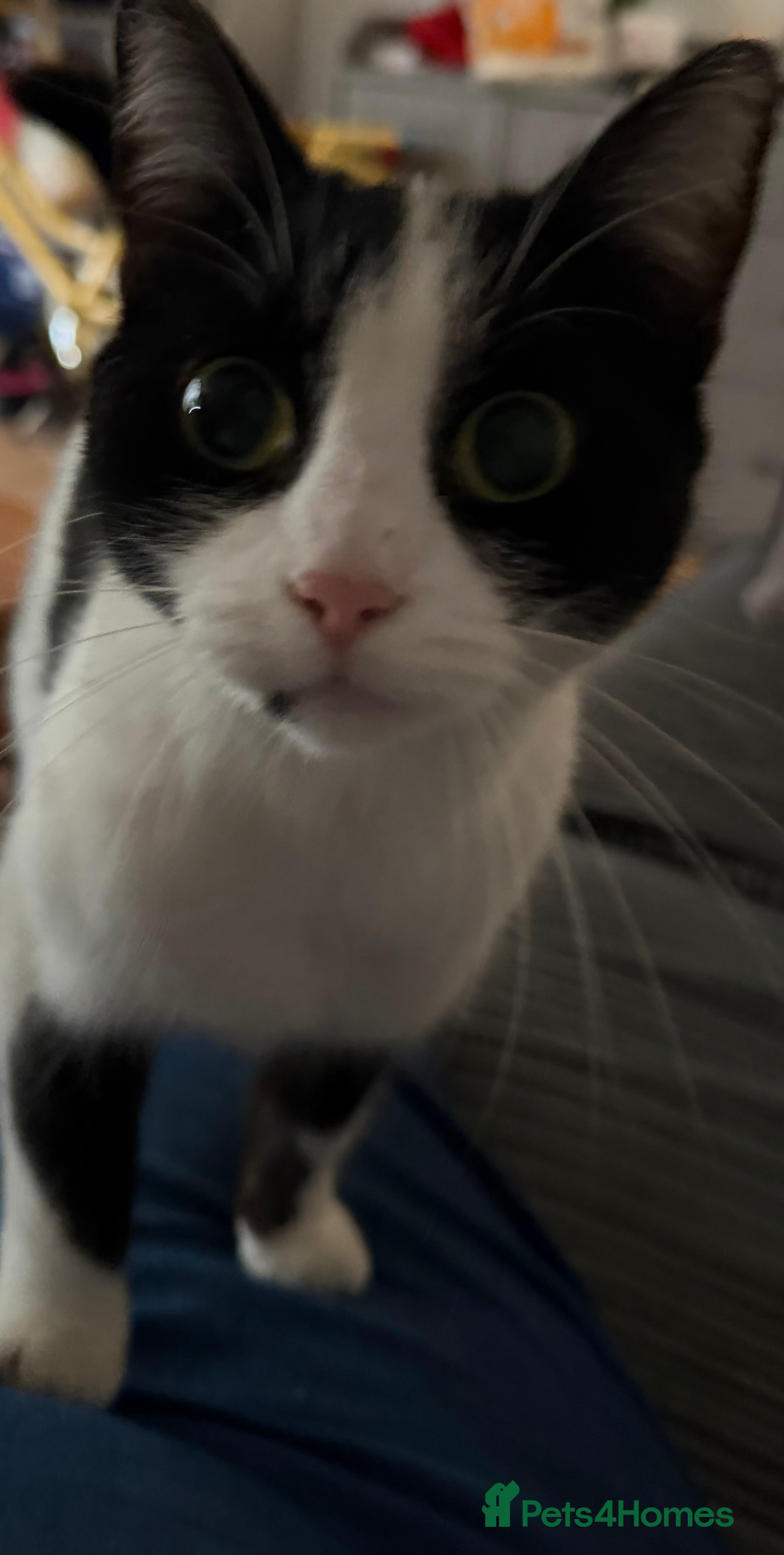 Domestic Shorthair cats 2 female cats approx 1 yr old  - Advert 8