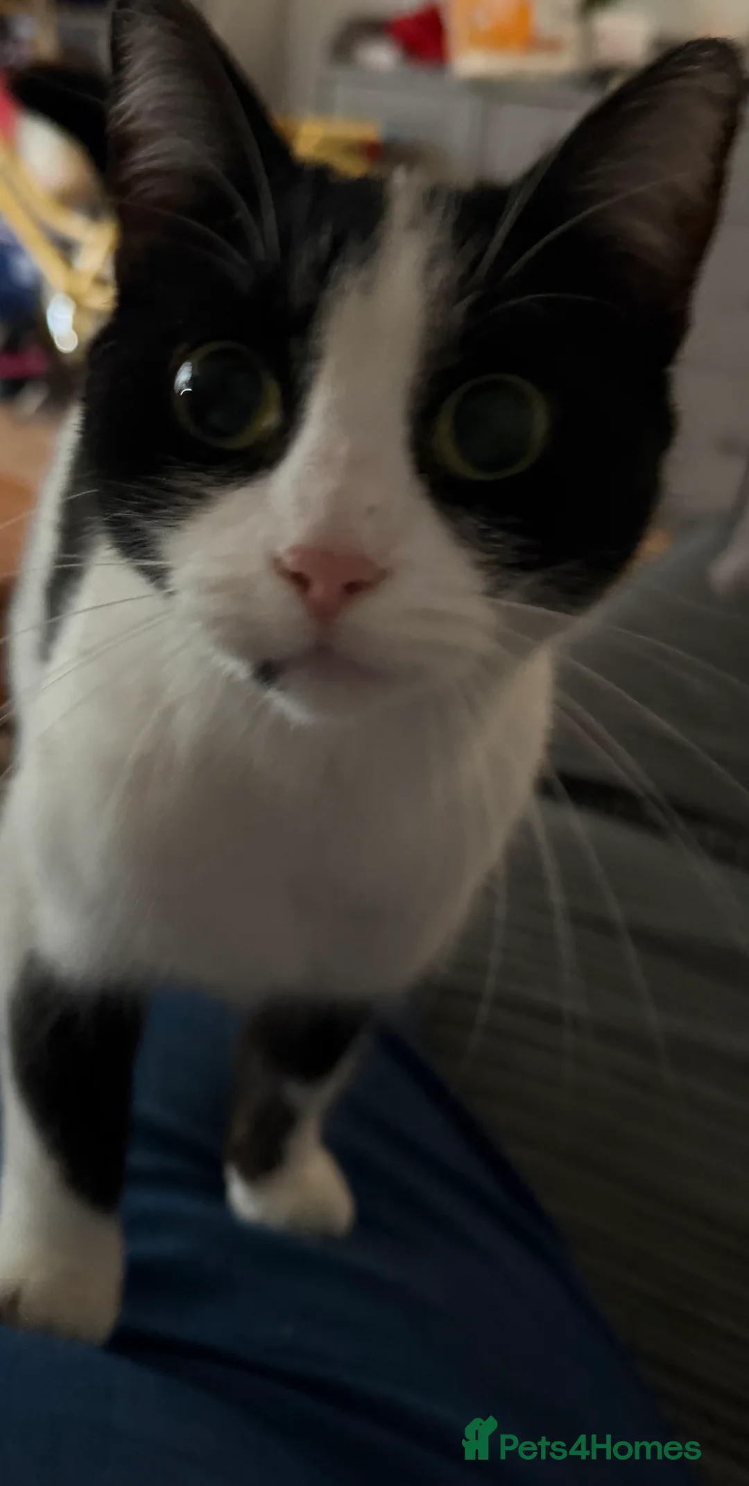 Domestic Shorthair cats for sale: 2 female cats approx 1 yr old  - Advert 1