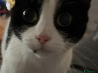 Domestic Shorthair cats 2 female cats approx 1 yr old - Advert 8