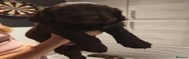 Cocker Spaniel 4