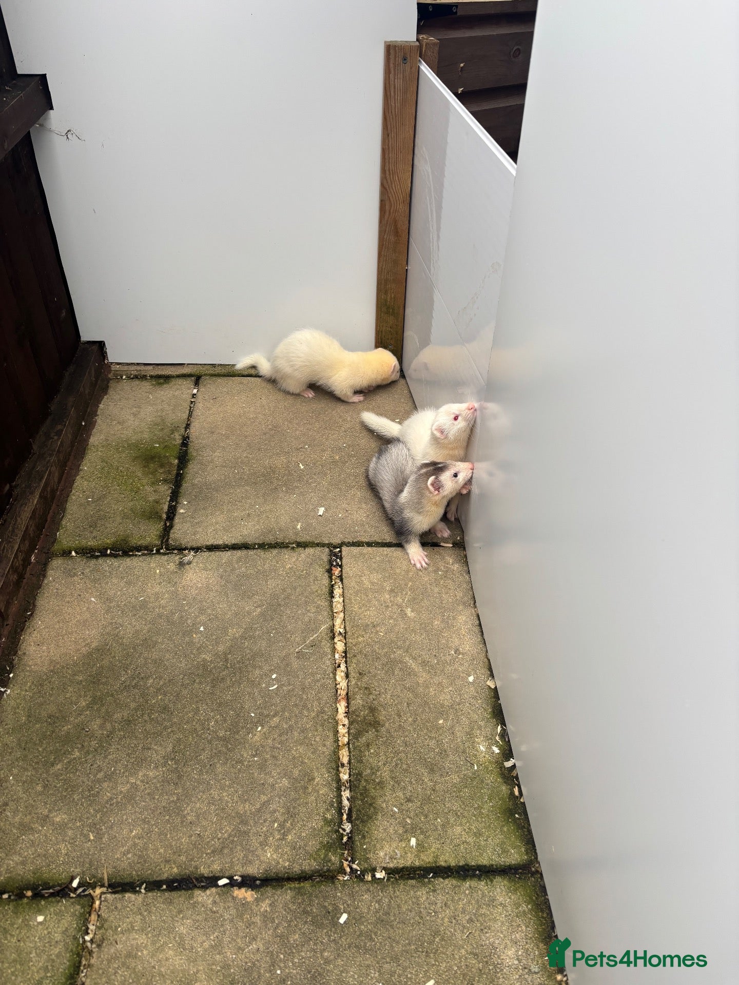 Ferret rodents Ferret kits - Advert 2