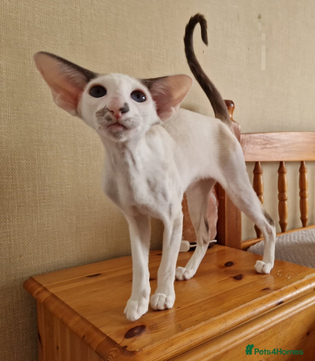 Oriental cats for sale: A truly exceptional Oriental blue bicolour boy - Image 7
