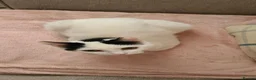Domestic Shorthair cats for sale: 6 year old female cat  in Newport - Advert 3