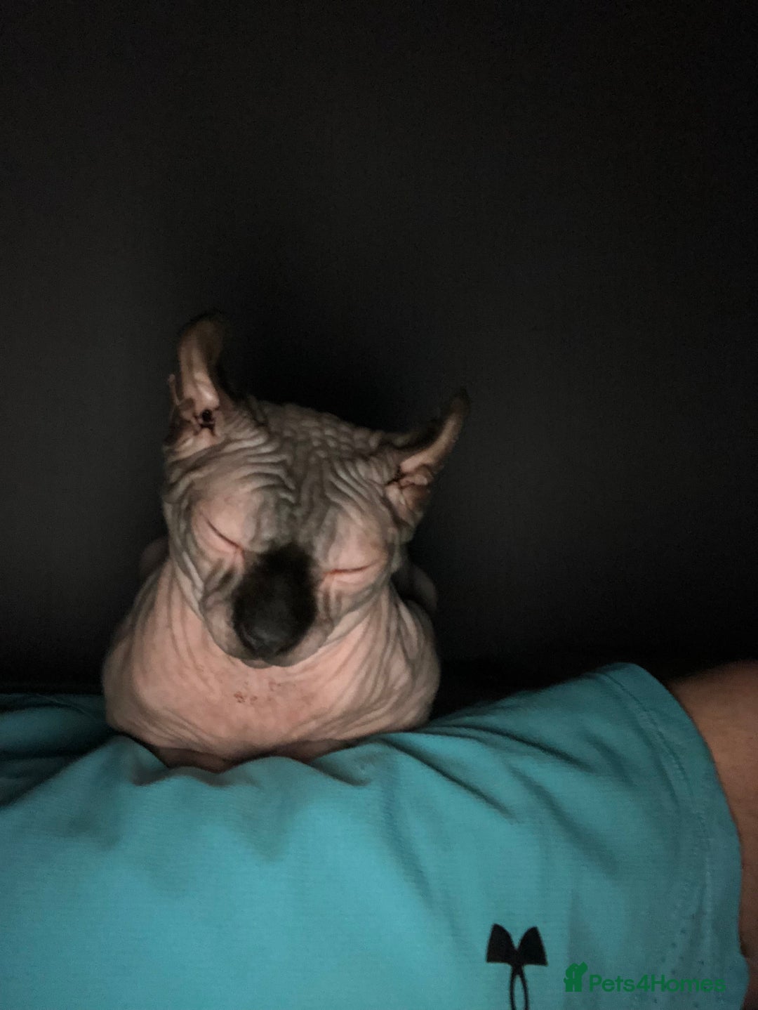 Sphynx cats for sale: Elf sphinx - Image 6
