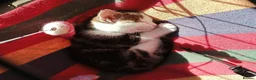 Mixed Breed cats for sale: ❤️Tiny Paws, Big Hearts Ready for Loving Home soon - Advert 27