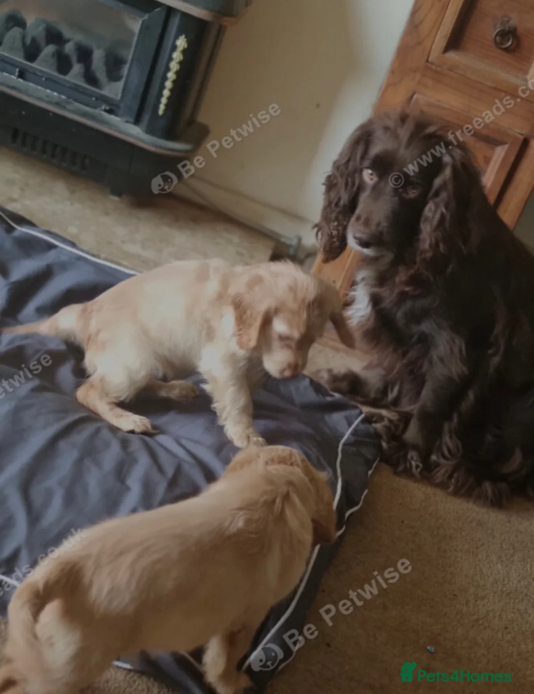 Cocker Spaniel dogs for sale: Cocker Spaniel Puppies 9 weeks old in Horncastle - Advert 2