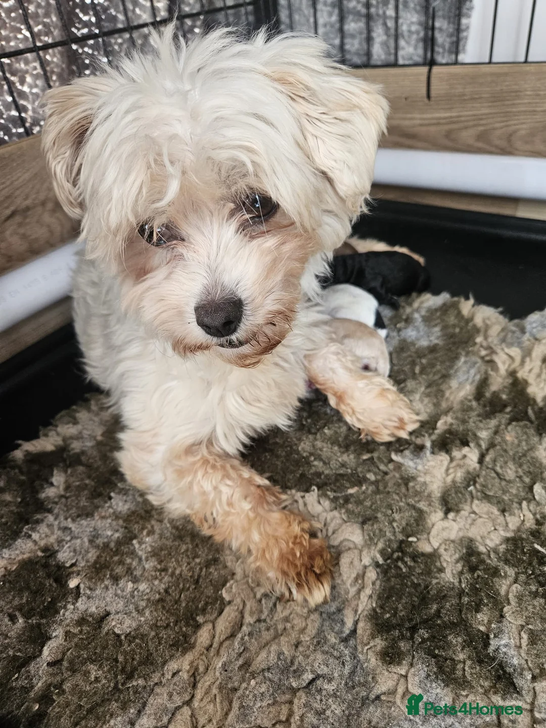 Maltipoo dogs for sale: Stunning F1 multipoo puppies - Advert 10