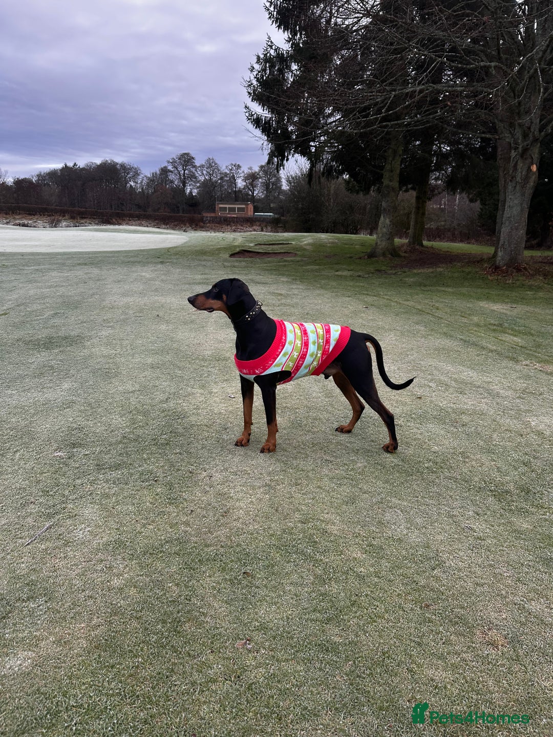 Dobermann dogs for sale: Wonderful Doberman for unfortunate adoption  - Advert 9