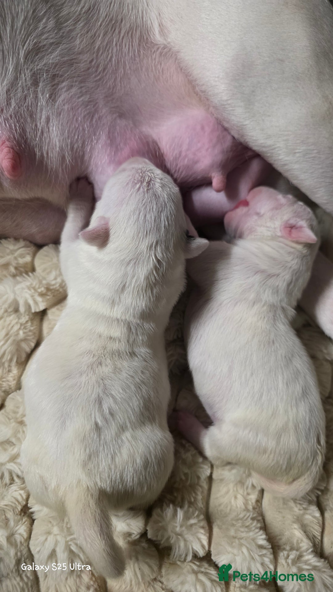 English Bull Terrier dogs for sale: 2 female english bull terrier puppies  - Advert 1